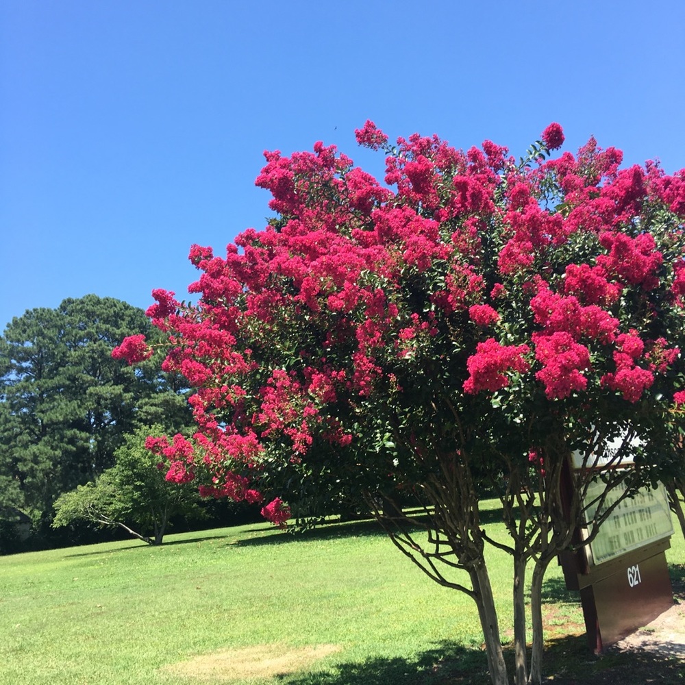 Meet your Posher, Giacinta